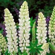Lupini Flower Seeds White – Heirloom Non-GMO High Germination
