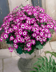 Senetti Flower Seeds for Planting – Heirloom, Non-GMO, High Germination Organic Garden Seeds