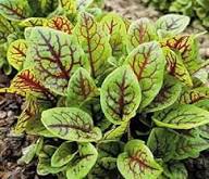 Red Sorrel Seeds for Planting – Heirloom, Non-GMO, High Germination Organic Garden Seeds