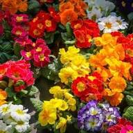Primrose Double Petals Flower Seeds Mixed – Heirloom, Non-GMO, High Germination Organic Garden Seeds for Planting