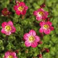 Semillas de flores de saxífraga roja, reliquia, sin OMG, alta germinación, semillas orgánicas para jardín