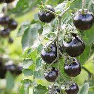 Tomato Growing Black Seeds – Heirloom, Non-GMO, High Germination Organic Garden Seeds