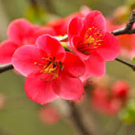 Quince Flower Seeds Heirloom Non-GMO High Germination Organic Garden Seeds for Planting