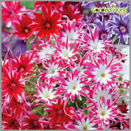 Pink White Phlox Flower Seeds – Heirloom Non-GMO High Germination Organic Garden Seeds