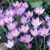 Purple Lilium Flower Seeds Heirloom Non-GMO High Germination Organic Garden Seeds for Planting