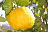 Green Yellow Bergamot Seeds Heirloom Non-GMO High Germination Organic Garden Seeds for Planting
