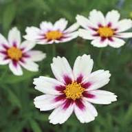 White Coreopsis Flower Seeds Heirloom Non-GMO High Germination Organic Garden Seeds for Planting