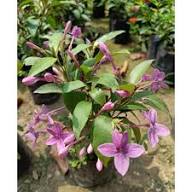 Perennial Jasmine Flower Seeds Purple – Heirloom, Non-GMO, High Germination Organic Garden Seeds