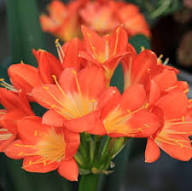 Clivia Flower Seeds Purple for Planting – Heirloom Non-GMO High Germination Seeds Organic Garden Seeds Seeds for Planting