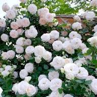 Roseum Flower Seeds White Heirloom Non-GMO High Germination Organic Garden Seeds for Planting