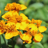 Yellow Tagetes Lucida Flower Seeds Heirloom Non-GMO High Germination Organic Seeds