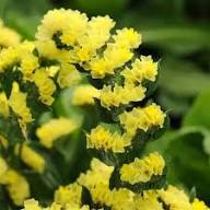Semillas de Limonium Amarillo – Semillas Cimarrón No-GMO de Alta Germinación