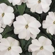 White Impatiens Flower Seeds Heirloom Non-GMO High Germination Organic Garden Seeds for Planting