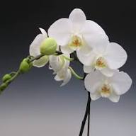 Phalaenopsis Orchid Flower Seeds White – Heirloom Non-GMO High Germination Organic Garden Seeds