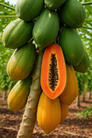 Red Lady Papaya Fruit Seeds for Planting – Heirloom Non-GMO High Germination Organic Garden Seeds