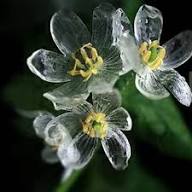 Semillas de flores esqueleto – Herencia, no transgénicas, alta germinación, semillas de jardín orgánicas