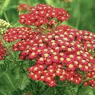 Yarrow Flower Seeds Red – Heirloom Non-GMO High Germination Organic Garden Seeds