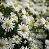 White Boltonia Flower Seeds Heirloom Non-GMO High Germination Organic Garden Seeds
