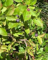Mountain Huckleberry Seeds for Planting – Heirloom Non-GMO High Germination Organic Garden Seeds