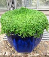Green Corsican Mint Plant Seeds Heirloom Non-GMO High Germination Organic Garden Seeds for Planting