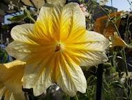 White Yellow Salpiglossis Flower Seeds – Heirloom Non-GMO High Germination Organic Garden Seeds