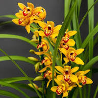 Yellow Cymbidium Orchid Flower Seeds – Heirloom, Non-GMO, High Germination Organic Garden Seeds