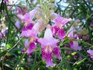 Pink Willow Flower Seeds – Heirloom Non-GMO High Germination Organic Garden