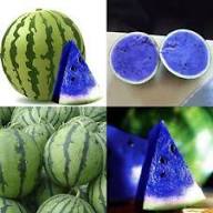 Blue Watermelon Fruit Seeds for Planting – Heirloom Non-GMO High Germination Organic Garden Seeds | Seeds for Planting
