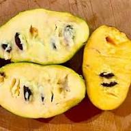 Yellow Asimina Seeds Heirloom Non-GMO High Germination Organic Garden Seeds for Planting