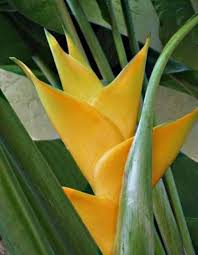 Heliconia Flower Seeds Yellow – Heirloom Non-GMO High Germination Seeds
