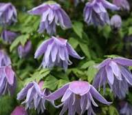 Purple Macropetala Flower Seeds – Heirloom, Non-GMO, High Germination Organic Garden Seeds for Planting Seeds for Planting