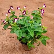 Rot-weiße Torenia Fournieri Blumensamen, alte Sorte, gentechnikfrei, hohe Keimfähigkeit, Bio-Gartensamen zum Pflanzen