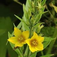 Yellow Lysimachia Flower Seeds – Heirloom, Non-GMO, High Germination Organic Seeds