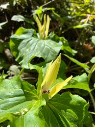 Yellow Trillium Luteum Flower Seeds Heirloom Non-GMO High Germination Organic Garden Seeds