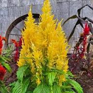Yellow Celosia Seeds – Heirloom, Non-GMO, High Germination Organic Garden Seeds