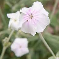 Pink White Lychnis Flower Seeds Heirloom Non-GMO High Germination Organic Garden Seeds for Planting