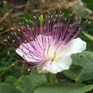 Purple White Caper Flower Seeds Heirloom Non-GMO High Germination Organic Garden Seeds for Planting