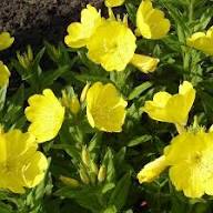 Yellow Oenothera Flower Seeds – Heirloom, Non-GMO, High Germination Organic Seeds