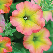 Semillas de flor de buganvilla rosa y amarilla – Herencia, sin OGM, semillas de jardín orgánicas de alta germinación para plantar