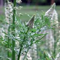 White Mignonette Flower Seeds Heirloom Non-GMO High Germination Organic Garden Seeds