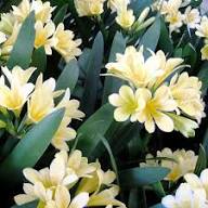 Yellow White Clivia Flower Seeds for Planting | Heirloom Non-GMO Organic