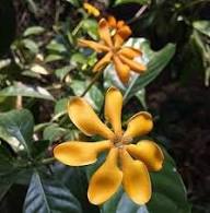 Yellow Aurantiaca Flower Seeds for Planting – Heirloom, Non-GMO, High Germination Organic Garden Seeds