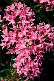 Pink Star Creeper Blumensamen – Alte Sorte, gentechnikfrei, hohe Keimfähigkeit, Bio-Gartensamen