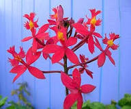 Red Epidendrum Flower Seeds – Heirloom, Non-GMO, High Germination Organic Garden Seeds for Planting