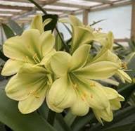Green Clivia Miniata Flower Seeds for Planting Heirloom Non-GMO High Germination Organic Garden Seeds