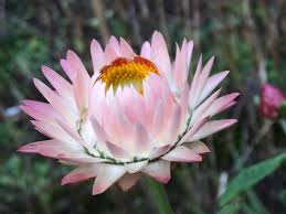 Semillas de flores de Helichrysum rosa claro – Heirloom, sin OMG, semillas de alta germinación