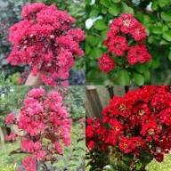 Red Woodruff Flower Seeds – Heirloom Non-GMO High Germination Organic Garden Seeds