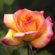 Pink Yellow Rose Flower Seeds Heirloom Non-GMO High Germination Organic Garden Seeds for Planting