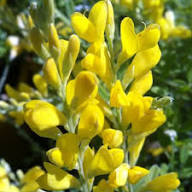 Yellow Pulmonaria Flower Seeds – Heirloom Non-GMO High Germination Organic Garden Seeds
