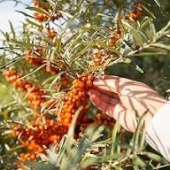 Orange Buckthorn Seeds Heirloom Non-GMO High Germination Organic Garden Seeds for Planting